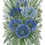 wc flowers agapanthus final